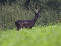 Melanistische reebok, Roe Deer, Capreolus capreolus  Melanistische reebok, Roe Deer, Capreolus capreolus : Buurserzand, Capreolus capreolus, Haaksbergen, Heather, Heideterrein, Natura 2000, Natuurmonumenten. vereniging Natuurmonumenten, Nederland, Overijssel, Ree, Roe deer, afwijking, avond, beschermd natuurgebied, black, black male., bok, brown, bruin, common clover, deer, evening, field. veld, gaffel, gaffelaar, gaffelbokje, heide, hert, hoefdier, juli, july, klaver, kleurafwijking, male, mammal, melanistic, melanistisch, rare, red clover, rode klaver, speciale beschermingszone, summer, the Netherlands, zeldzaam, zeldzaamheid, zomer, zoogdier, zwart, zwarte bok