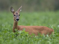 Ree, Roe Deer, Capreolus capreolus  Ree, Roe Deer, Capreolus capreolus : Buurserzand, Capreolus capreolus, Haaksbergen, Heather, Heideterrein, Natura 2000, Natuurmonumenten. vereniging Natuurmonumenten, Nederland, Overijssel, Ree, Roe deer, avond, beschermd natuurgebied, brown, bruin, evening, field. veld, heide, juli, july, mammal, speciale beschermingszone, summer, the Netherlands, zomer, zoogdier