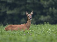 Ree, Roe Deer, Capreolus capreolus  Ree, Roe Deer, Capreolus capreolus : Buurserzand, Capreolus capreolus, Haaksbergen, Heather, Heideterrein, Natura 2000, Natuurmonumenten. vereniging Natuurmonumenten, Nederland, Overijssel, Ree, Roe deer, avond, beschermd natuurgebied, brown, bruin, evening, field. veld, heide, juli, july, mammal, speciale beschermingszone, summer, the Netherlands, zomer, zoogdier