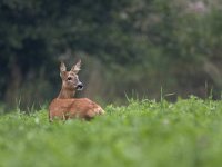 Ree, Roe Deer, Capreolus capreolus  Ree, Roe Deer, Capreolus capreolus : Buurserzand, Capreolus capreolus, Haaksbergen, Heather, Heideterrein, Natura 2000, Natuurmonumenten. vereniging Natuurmonumenten, Nederland, Overijssel, Ree, Roe deer, avond, beschermd natuurgebied, brown, bruin, evening, field. veld, heide, juli, july, mammal, speciale beschermingszone, summer, the Netherlands, zomer, zoogdier