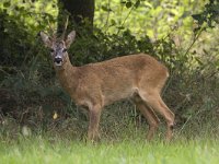 Ree, Roe Deer, Capreolus capreolus  Ree, Roe Deer, Capreolus capreolus : Buurserzand, Capreolus capreolus, Haaksbergen, Heather, Heideterrein, Natura 2000, Natuurmonumenten. vereniging Natuurmonumenten, Nederland, Overijssel, Ree, Roe deer, avond, beschermd natuurgebied, brown, bruin, evening, field. veld, heide, juli, july, mammal, speciale beschermingszone, summer, the Netherlands, zomer, zoogdier