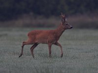 Capreolus capreolus 6, Ree, male, Saxifraga-Luc Hoogenstein