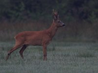 Capreolus capreolus 7, Ree, male, Saxifraga-Luc Hoogenstein