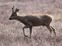 Capreolus capreolus 82, Ree, Saxifraga-Bart Vastenhouw