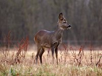 Capreolus capreolus 86, Ree, Saxifraga-Hans Dekker