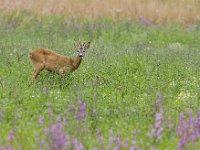 Capreolus capreolus 9, Ree, male, Saxifraga-Mark Zekhuis