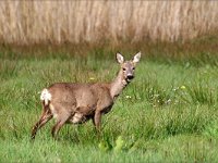 Capreolus capreolus 90, Ree, Saxifraga-Hans Dekker