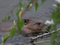 Castor fiber 18, Bever, Saxifraga-Mark Zekhuis