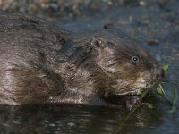 Castor fiber 2, Bever, Saxifraga-Mark Zekhuis