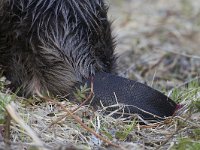 Castor fiber 22, Bever, Saxifraga-Luc Hoogenstein  Wilde bever in Noorwegen, Eurasian beaver or European beaver (Castor fiber) : Noorwegen, Eurasian beaver, zoogdier, Beaver, tail, adult, wild, staart, feeding, Castor, bever, mammal, nature, Castor fiber, Europe, natuur, European beaver, Norway, portret, foerageren, volwassen, Europa