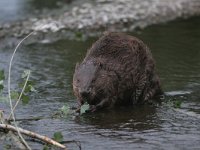 Castor fiber 4, Bever, Saxifraga-Mark Zekhuis