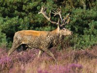 Cervus elaphus 100, Edelhert, Saxifraga-Bart Vastenhouw