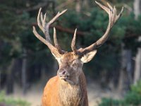 Cervus elaphus 102, Edelhert, Saxifraga-Bart Vastenhouw