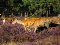 Cervus elaphus 104, Edelhert, Saxifraga-Bart Vastenhouw