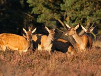 Cervus elaphus 106, Edelhert, Saxifraga-Bart Vastenhouw