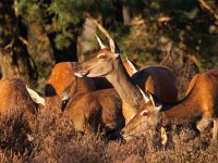 Cervus elaphus 107, Edelhert, Saxifraga-Bart Vastenhouw