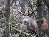 Cervus elaphus 110, Edelhert, Saxifraga-Bart Vastenhouw