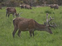 Cervus elaphus 113, Edelhert, Saxifraga-Kees van Berkel