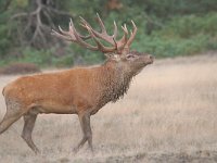 Cervus elaphus 122, Edelhert, Saxifraga-Luuk Vermeer