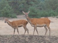 Cervus elaphus 123, Edelhert, Saxifraga-Luuk Vermeer