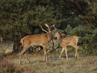 Cervus elaphus 141, Edelhert, Saxifraga-Luuk Vermeer