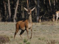 Cervus elaphus 142, Edelhert, Saxifraga-Luuk Vermeer