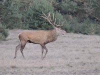 Cervus elaphus 149, Edelhert, Saxifraga-Luuk Vermeer