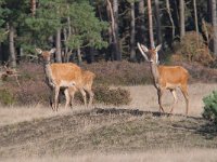 Cervus elaphus 157, Edelhert, Saxifraga-Luuk Vermeer