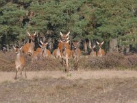 Cervus elaphus 158, Edelhert, Saxifraga-Luuk Vermeer