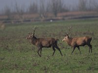 Cervus elaphus 16, Edelhert, male, Saxifraga-Luc Hoogenstein