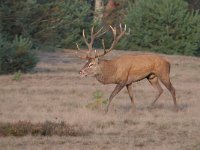 Cervus elaphus 164, Edelhert, Saxifraga-Luuk Vermeer