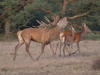 Cervus elaphus 168, Edelhert, Saxifraga-Luuk Vermeer