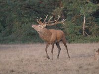 Cervus elaphus 169, Edelhert, Saxifraga-Luuk Vermeer