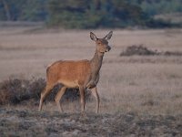 Cervus elaphus 186, Edelhert, Saxifraga-Luuk Vermeer