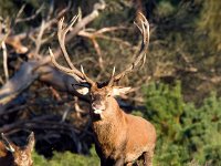 Cervus elaphus 22, Edelhert, Saxifraga-Bart Vastenhouw