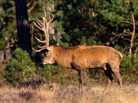 Cervus elaphus 23, Edelhert, Saxifraga-Bart Vastenhouw