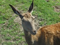 Cervus elaphus 3, Edelhert, Saxifraga-Jan van der Straaten