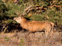 Cervus elaphus 33, Edelhert, Saxifraga-Bart Vastenhouw