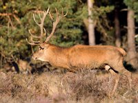 Cervus elaphus 34, Edelhert, Saxifraga-Bart Vastenhouw