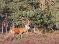 Edelhert  Edelhert Hoge Veluwe : Cervus elaphus