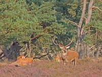 Edelhert  Edelhert Hoge Veluwe : Cervus elaphus