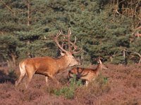 Edelhert  Edelhert Hoge Veluwe : Cervus elaphus