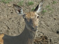 Cervus elaphus 4, Edelhert, Saxifraga-Jan van der Straaten