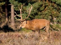 Cervus elaphus 40, Edelhert, Saxifraga-Bart Vastenhouw