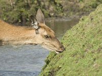 Cervus elaphus 48, Edelhert, female, Saxifraga-Jan van der Straaten