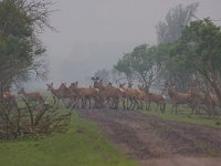 Cervus elaphus 52, Edelhert, Saxifraga-Jan Nijendijk