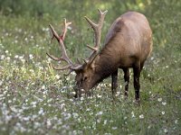 Edelhert; Wapiti  Edelhert met gedeeltelijk afgeschuurde basthuid; Wapiti : Alberta, Canada, Cervus elaphus, Edelhert, Jasper National Park, Nationaal Park, Red Deer, Rocky Mountains, antlers, bast, big, bloed, bloemen, bloemenzee, blood, bok, brown, bruin, bull, flowers, fluweelbast, gewei, grazend, grazing, groot, grote grazer, herd, kudde, male, mammal, stier, summer, wapiti, wond, wound, wounded, zomer, zoogdier