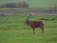 Cervus elaphus 57, Edelhert, Saxifraga-Jan Nijendijk