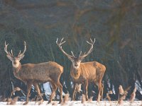 Edelherten in Oostvaardersplassen  Edelherten in winter in Oostvaardersplassen : Cervus elaphus