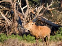 Cervus elaphus 6, Edelhert, Saxifraga-Bart Vastenhouw